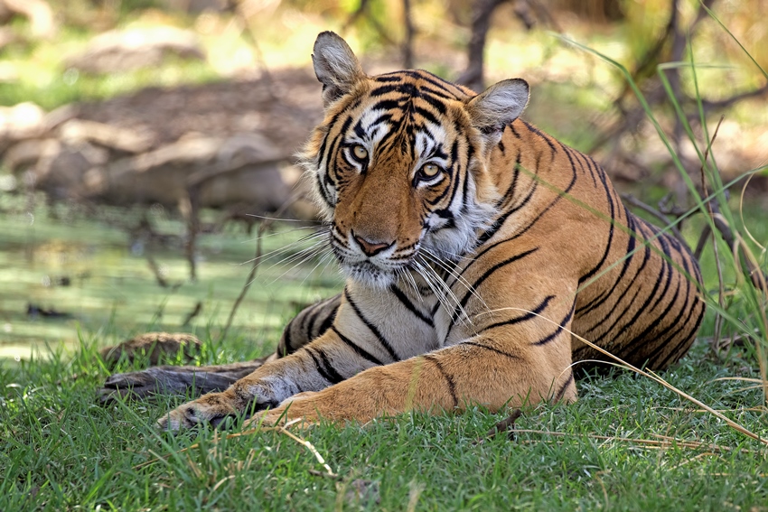 Ranthambore, Rajasthan, North India (14).jpg