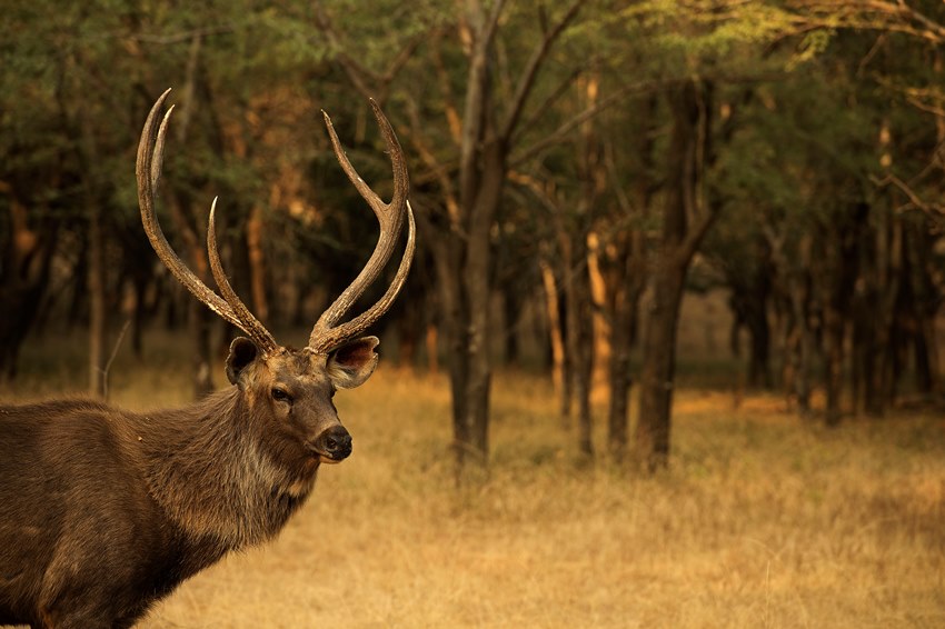 Ranthambore, Rajasthan, North India (15).jpg