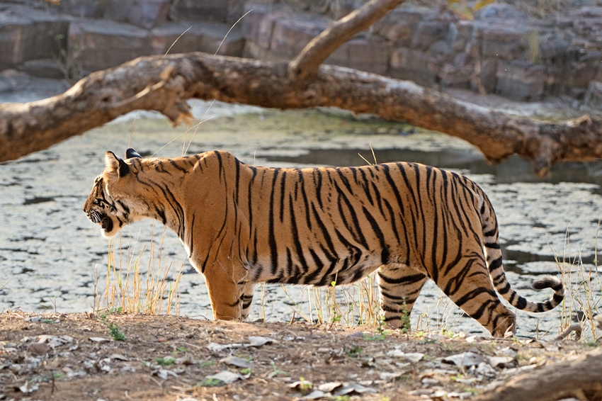 Ranthambore, Rajasthan, North India (16).jpg