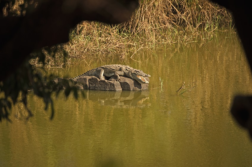 Ranthambore, Rajasthan, North India (1).jpg