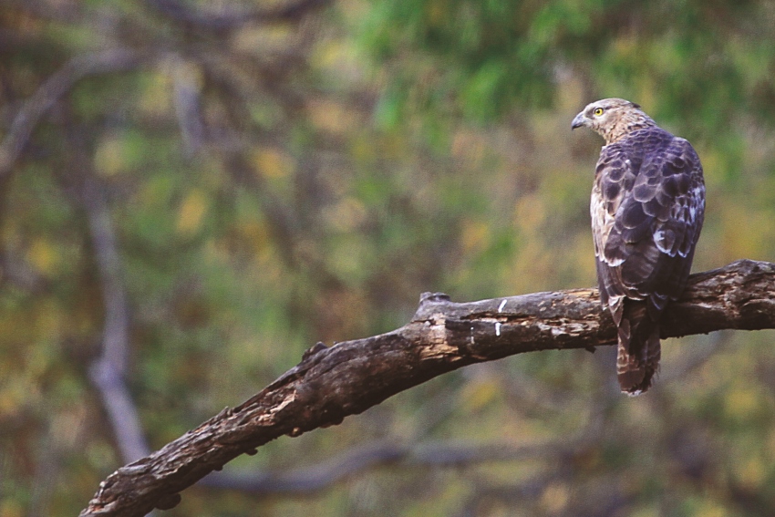 Jaagir Lodge, Dudhwa, North India (4).jpg