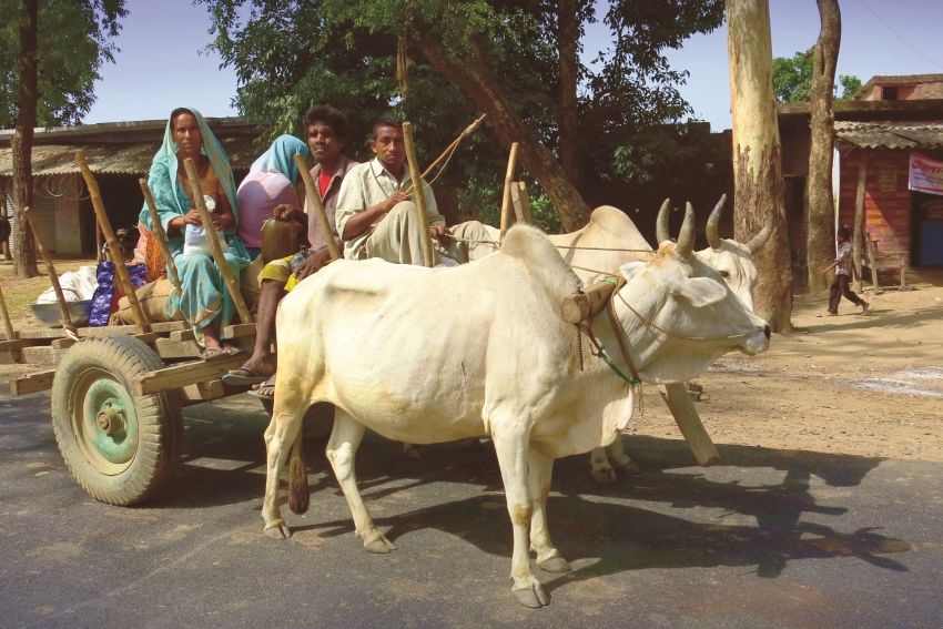 Jaagir Lodge, Dudhwa, North India (5).jpg