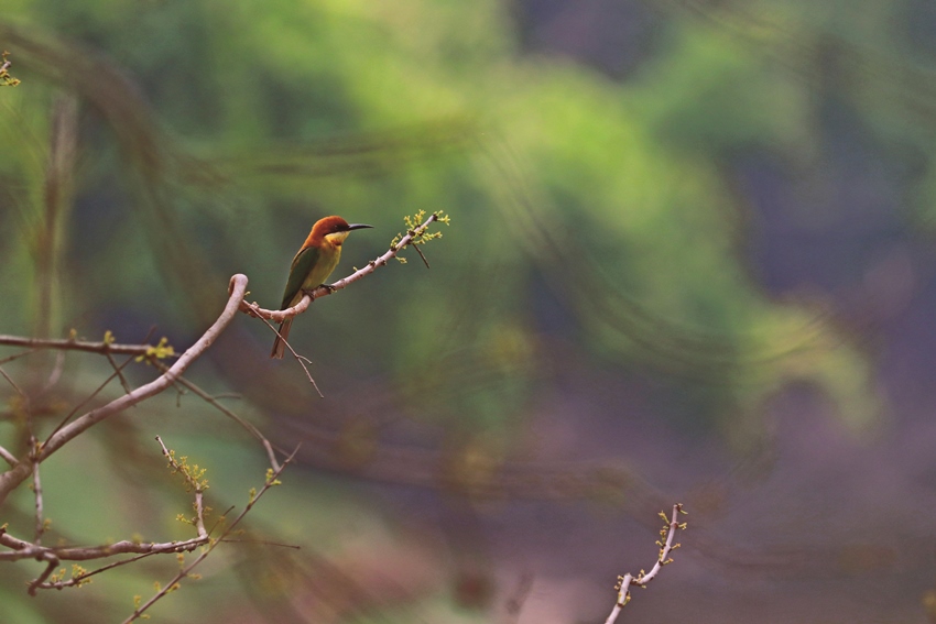 Jaagir Lodge, Dudhwa, North India (6).jpg