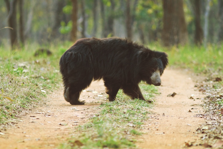 Jaagir Lodge, Dudhwa, North India (10).jpg