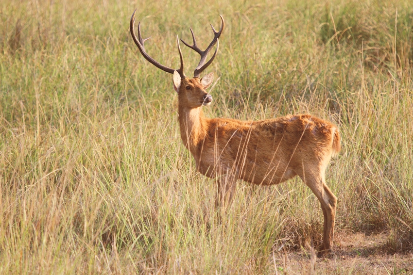 Jaagir Lodge, Dudhwa, North India (12).jpg