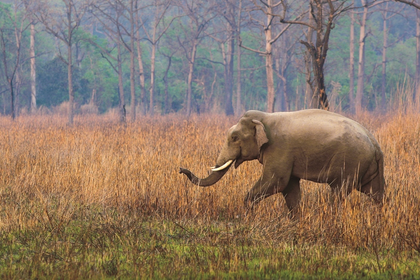 Jaagir Lodge, Dudhwa, North India (1).jpg