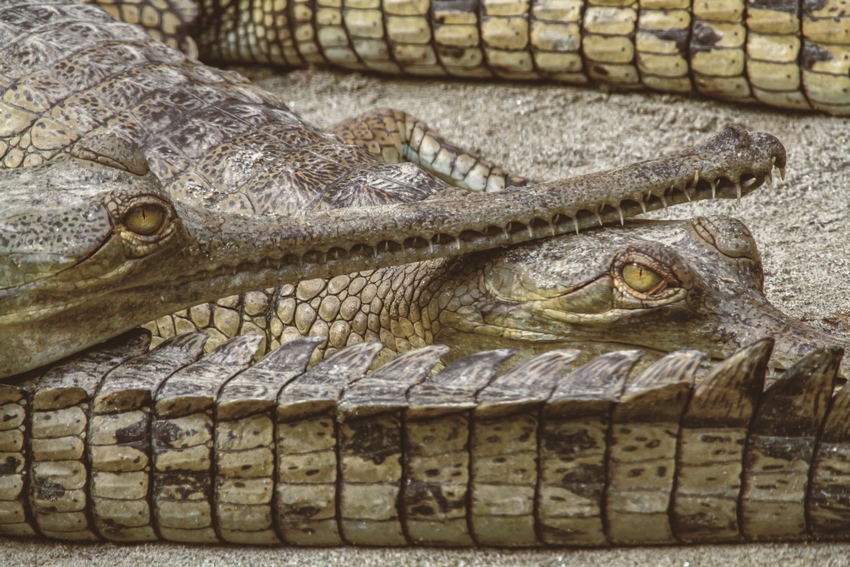 Jaagir Lodge, Dudhwa, North India (2).jpg