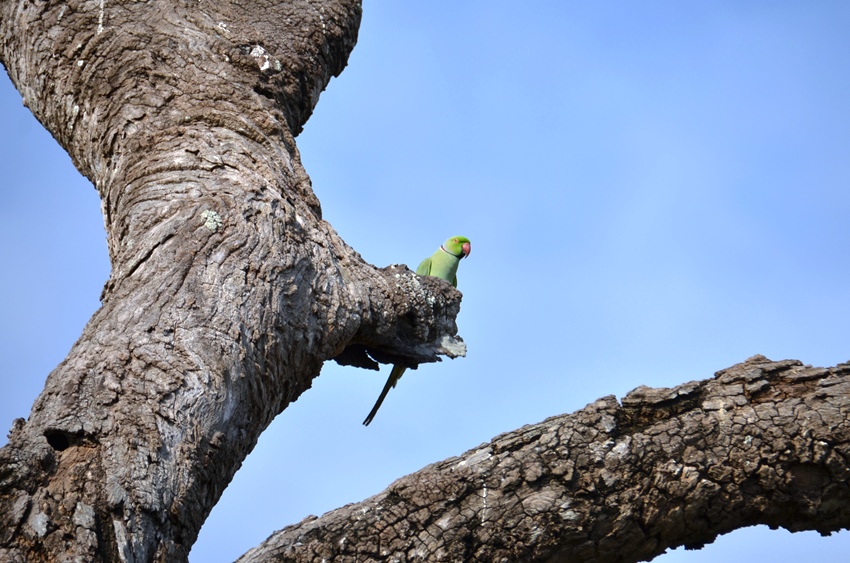 Minneriya National Park, Sri Lanka (3).JPG