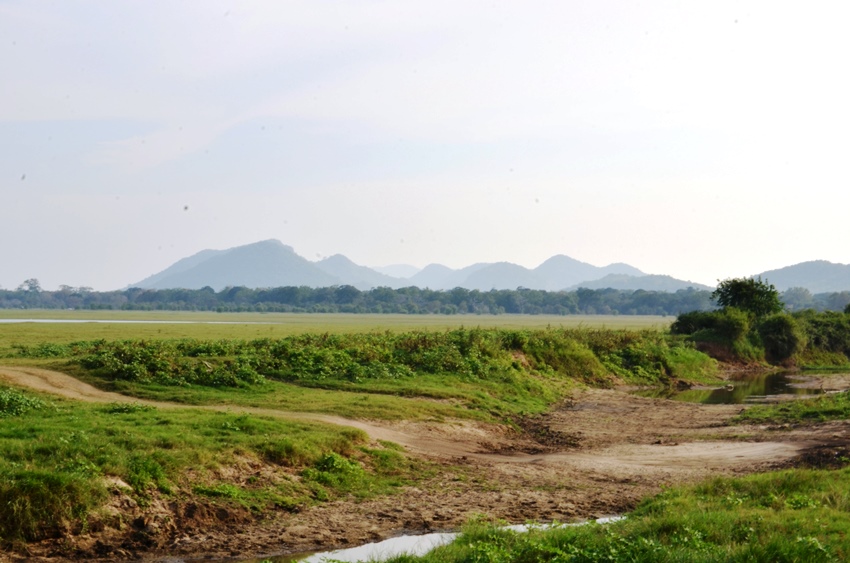 Minneriya National Park, Sri Lanka (4).JPG