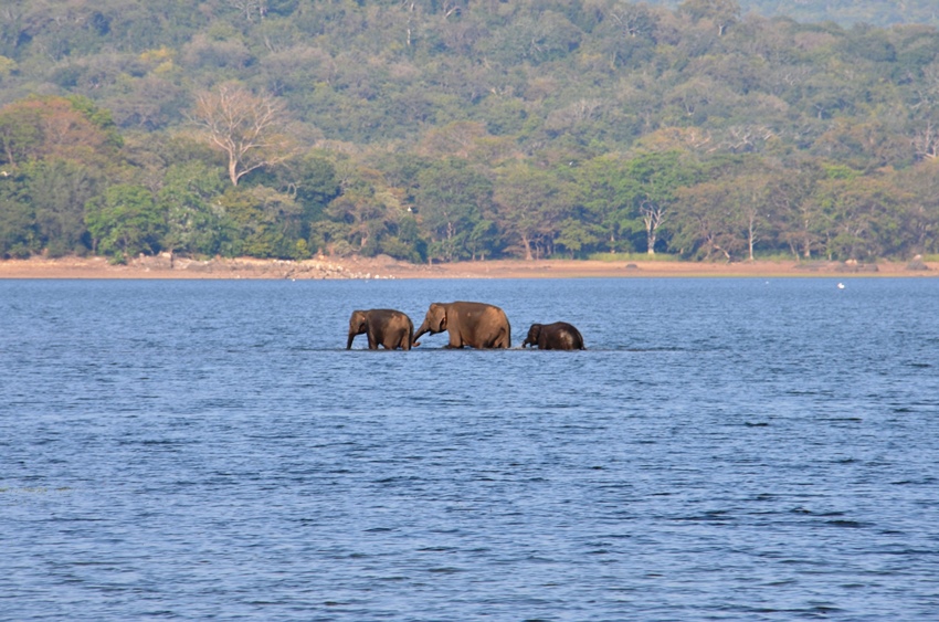 Minneriya National Park, Sri Lanka (6).JPG