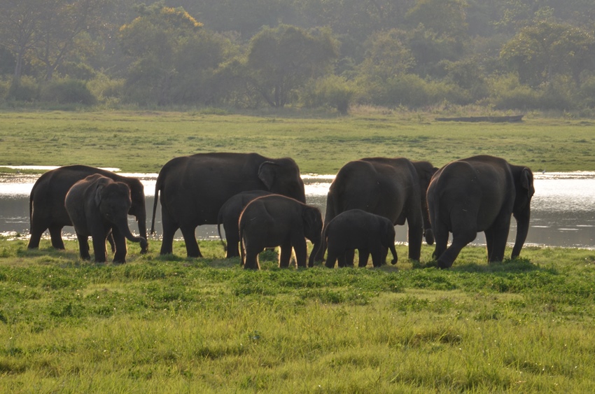 Minneriya National Park, Sri Lanka (9).JPG