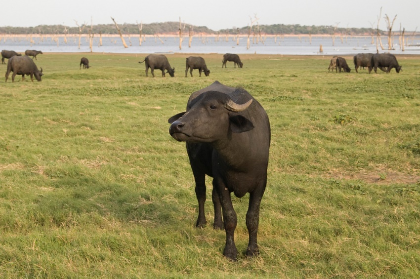 Minneriya National Park, Sri Lanka (11).jpg