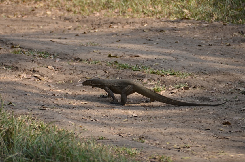 Minneriya National Park, Sri Lanka (1).JPG