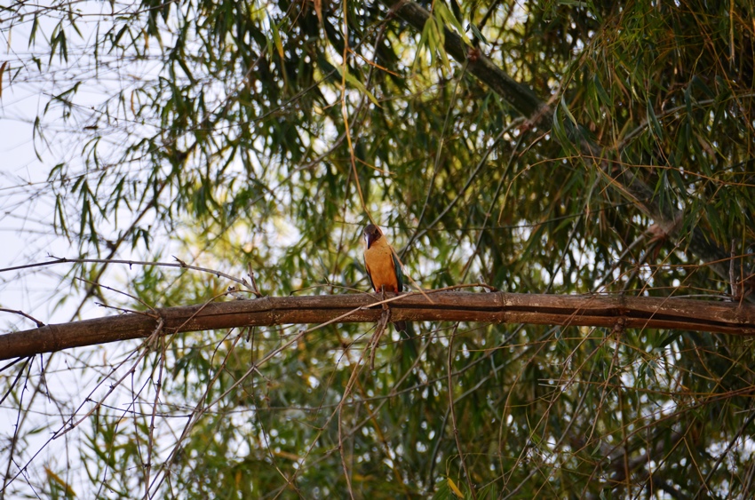 Minneriya National Park, Sri Lanka (2).JPG