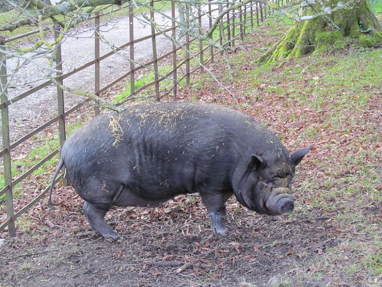 Huntington Castle, Ireland (5).jpg