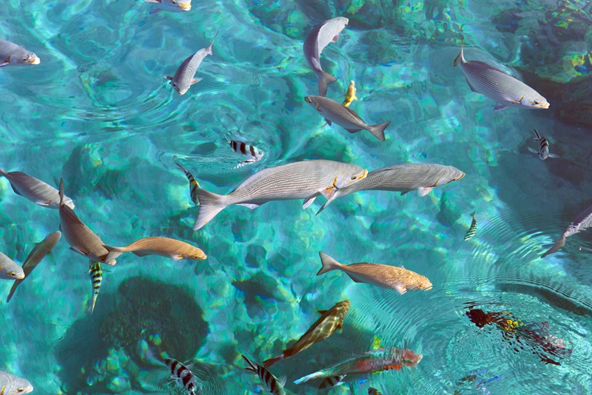 Amanwana, Moyo Island, Indonesia (8).jpg