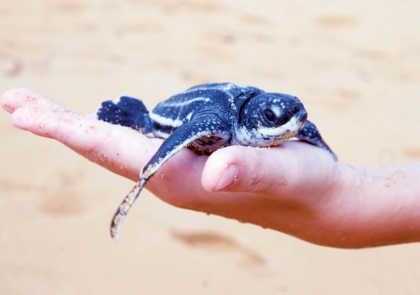 Wa Ale Island Resort, Mergui Archipelago, Burma (37).jpg