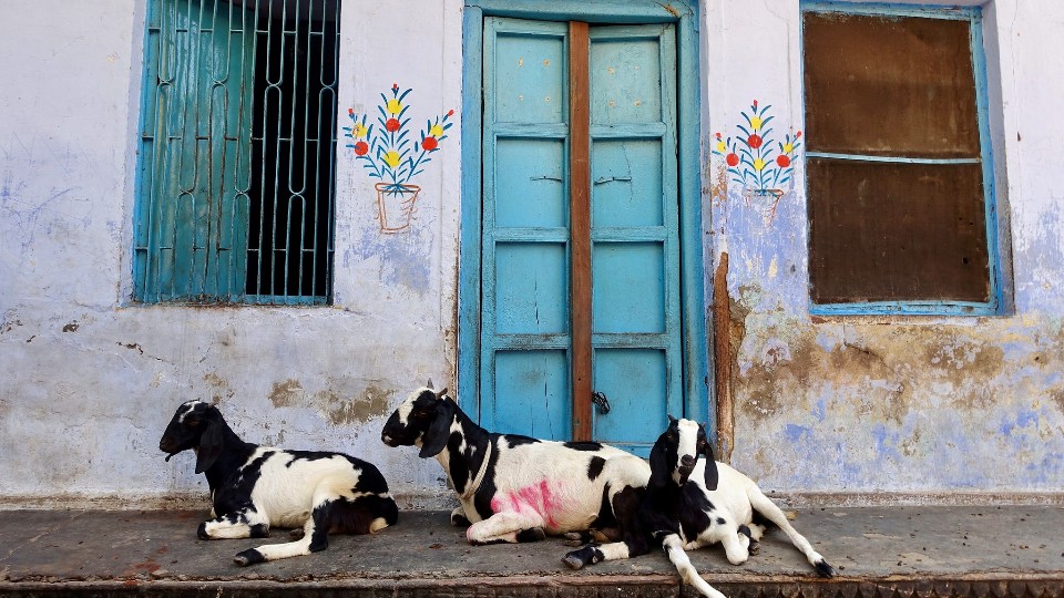 India Sept 2018 - Whittle (12).jpg