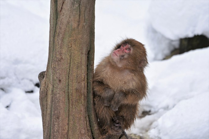 Yudanaka Japan (1).jpg