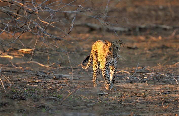 Wild Coast Tented Lodge, Yala, Sri Lanka (6).jpg