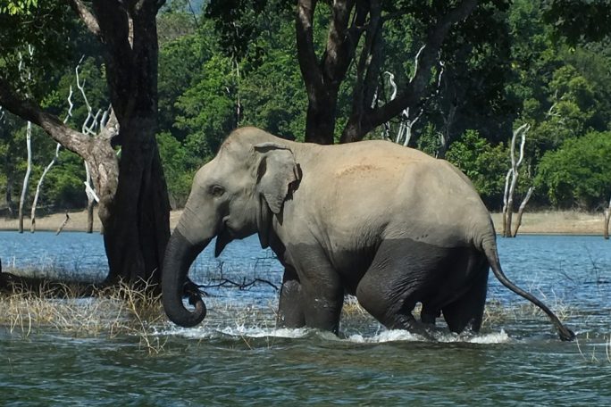 Gal Oya Lodge, Sri Lanka 2019 (6).jpg