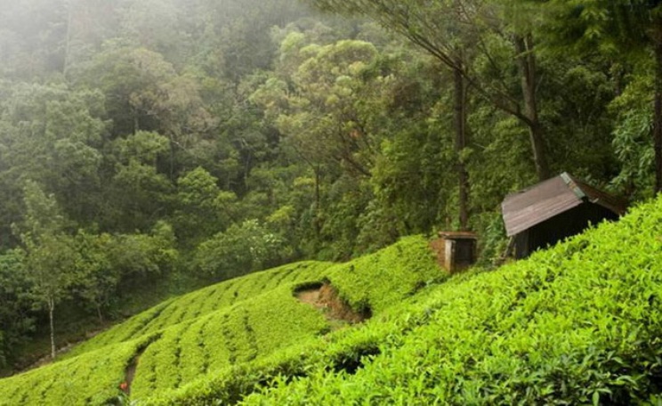 Bandarawela, Sri Lanka 2019 (1).jpg