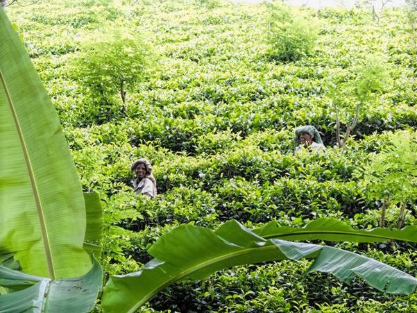 Deltota, Sri Lanka (2019) 2.jpg