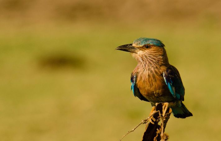 Udawalawe_National_Park 2019.jpg