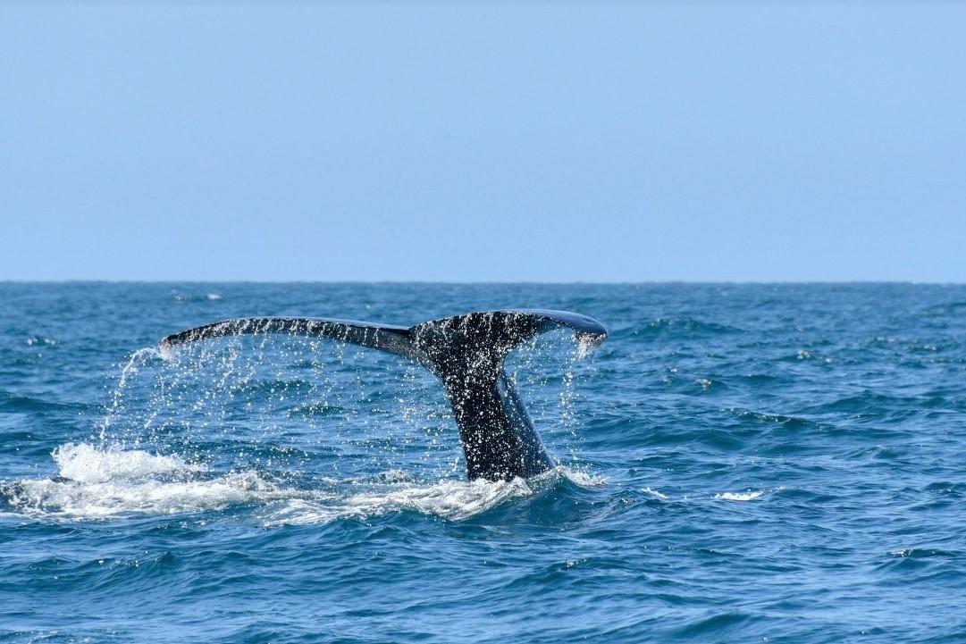 Weligama whales-sri-lanka.jpg