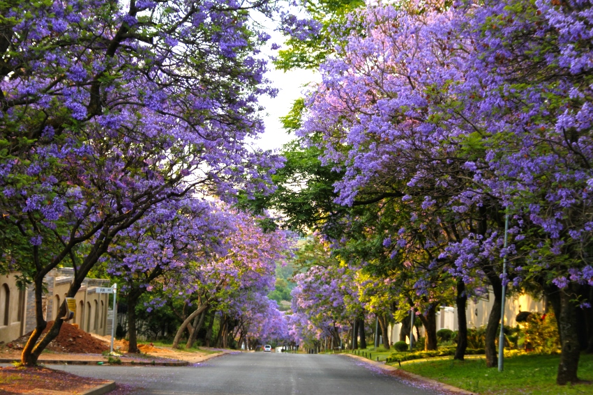 Pretoria, South Africa (3).jpg