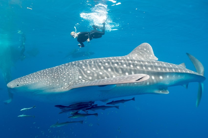 Dunia Baru, Komodo Islands, Indonesia (33).jpg