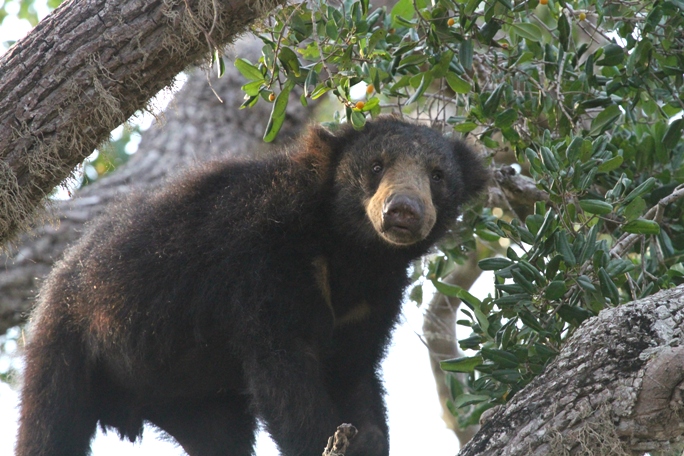 Leopard Trails, Wilpattu, Sri Lanka (1).jpeg