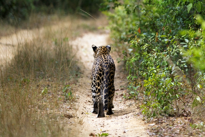 Leopard Trails, Wilpattu, Sri Lanka (19).jpg