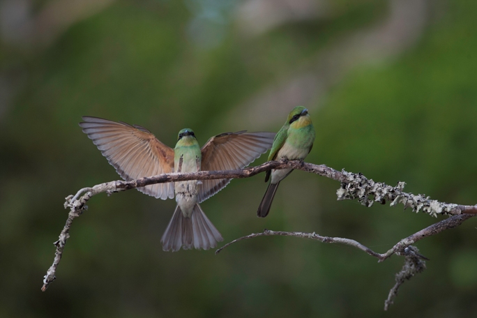 Leopard Trails, Wilpattu, Sri Lanka (20).jpg