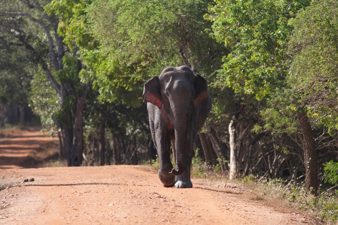 Leopard Trails, Wilpattu, Sri Lanka (21).jpg