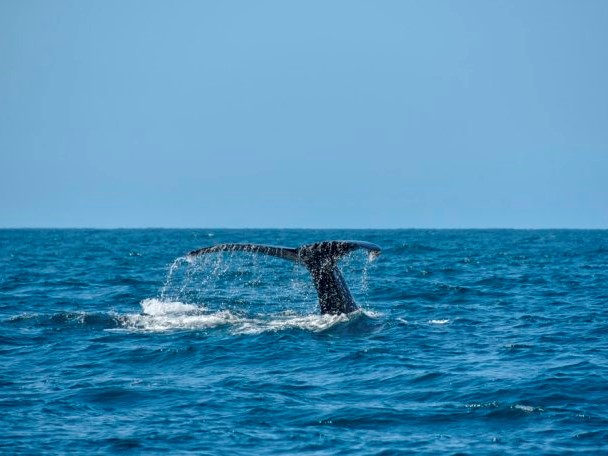 Mirissa, Sri Lanka 2019 (3).jpg