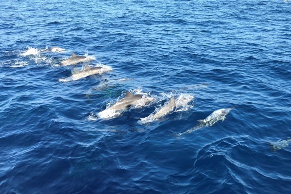 Mirissa, Sri Lanka 2019 Gusta 2.jpg