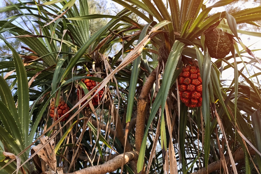 Koh Russey, Cambodia (2).jpg