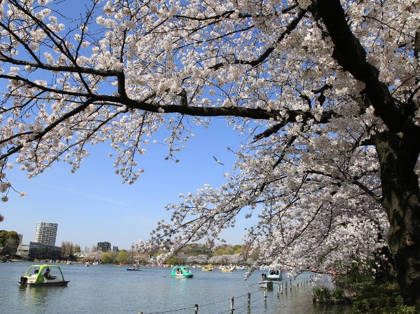 Japan - Tokyo Ueno park.jpg