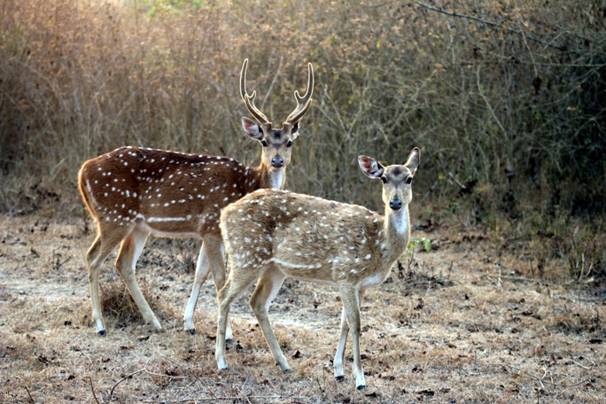 Bandipur national park, South India (3).jpg
