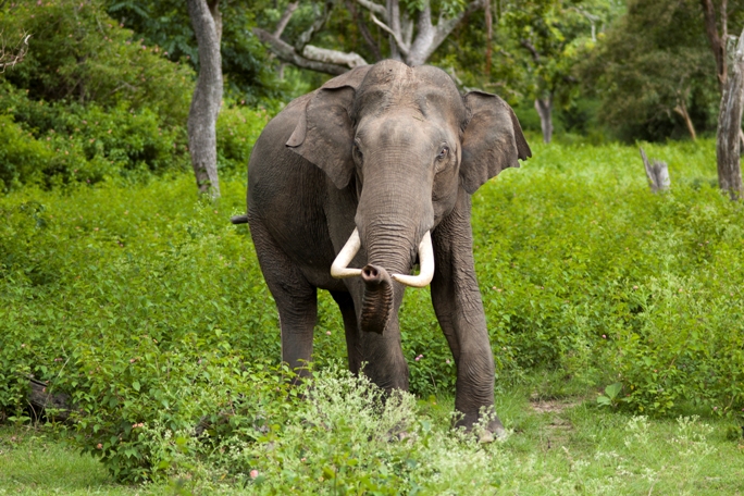 Bandipur national park, South India (4).jpg