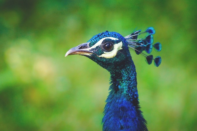 Bandipur national park, South India (6).jpg