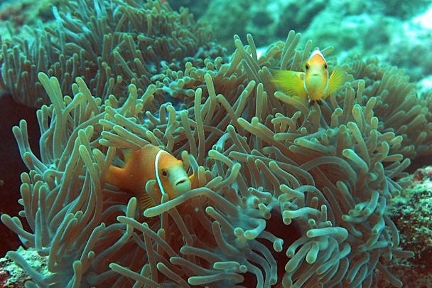 Bangaram Island, South India (1).jpg