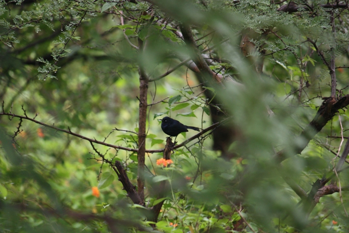 Dindigul, South India (1).jpg