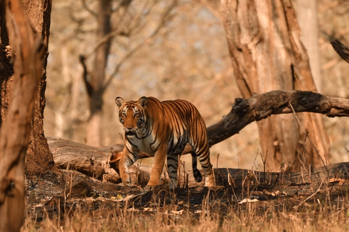 Kabini, South India.jpg