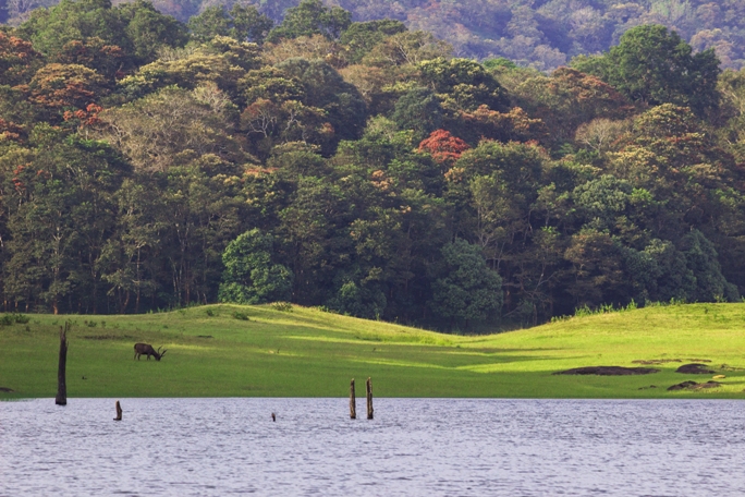 Periyar, South India (2).jpg