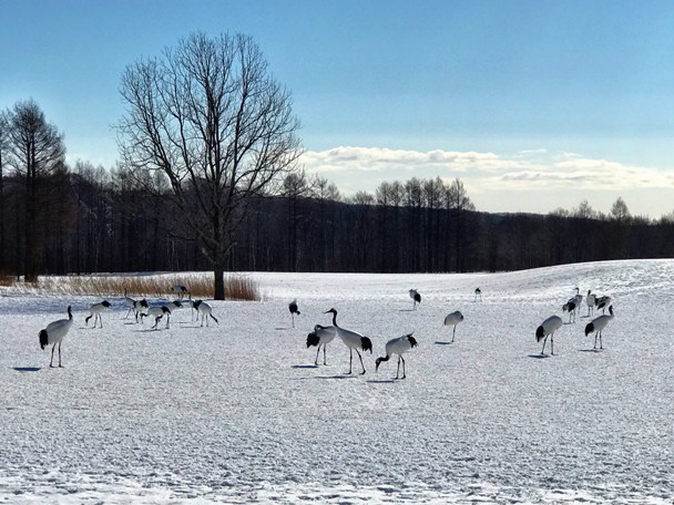 Hokkaido, Japan (1).jpg