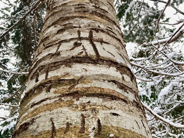 Hokkaido, Japan (3).jpg