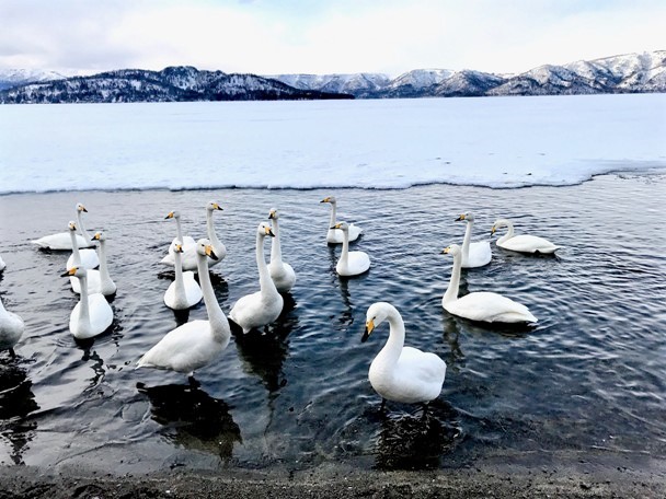 Hokkaido, Japan (7).jpg