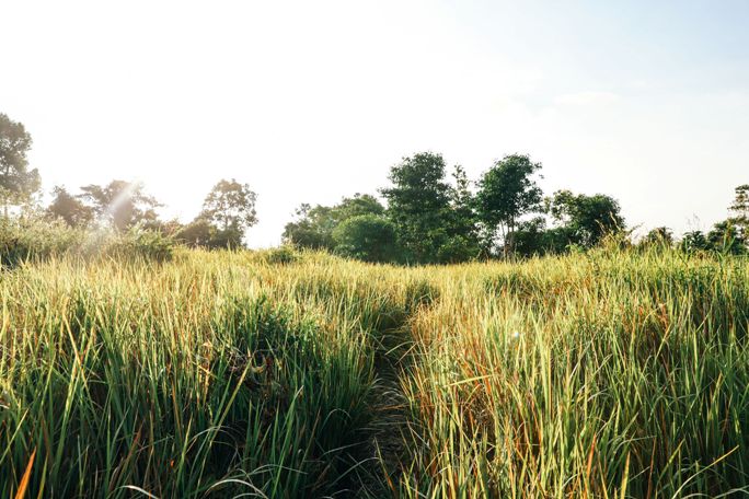 Cardamom Mountains - Shinta Mani Wild (3).jpg